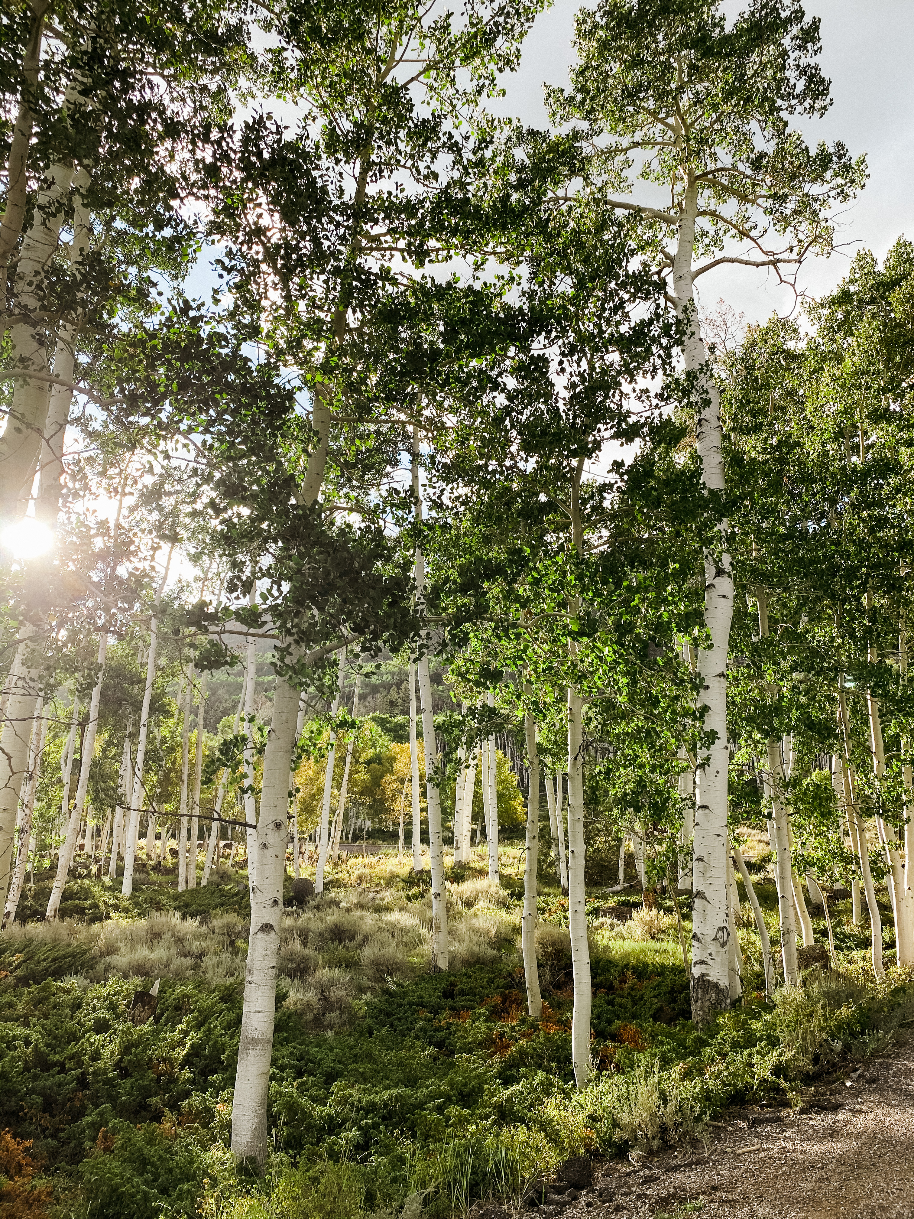 Pando Aspen Tree Utah