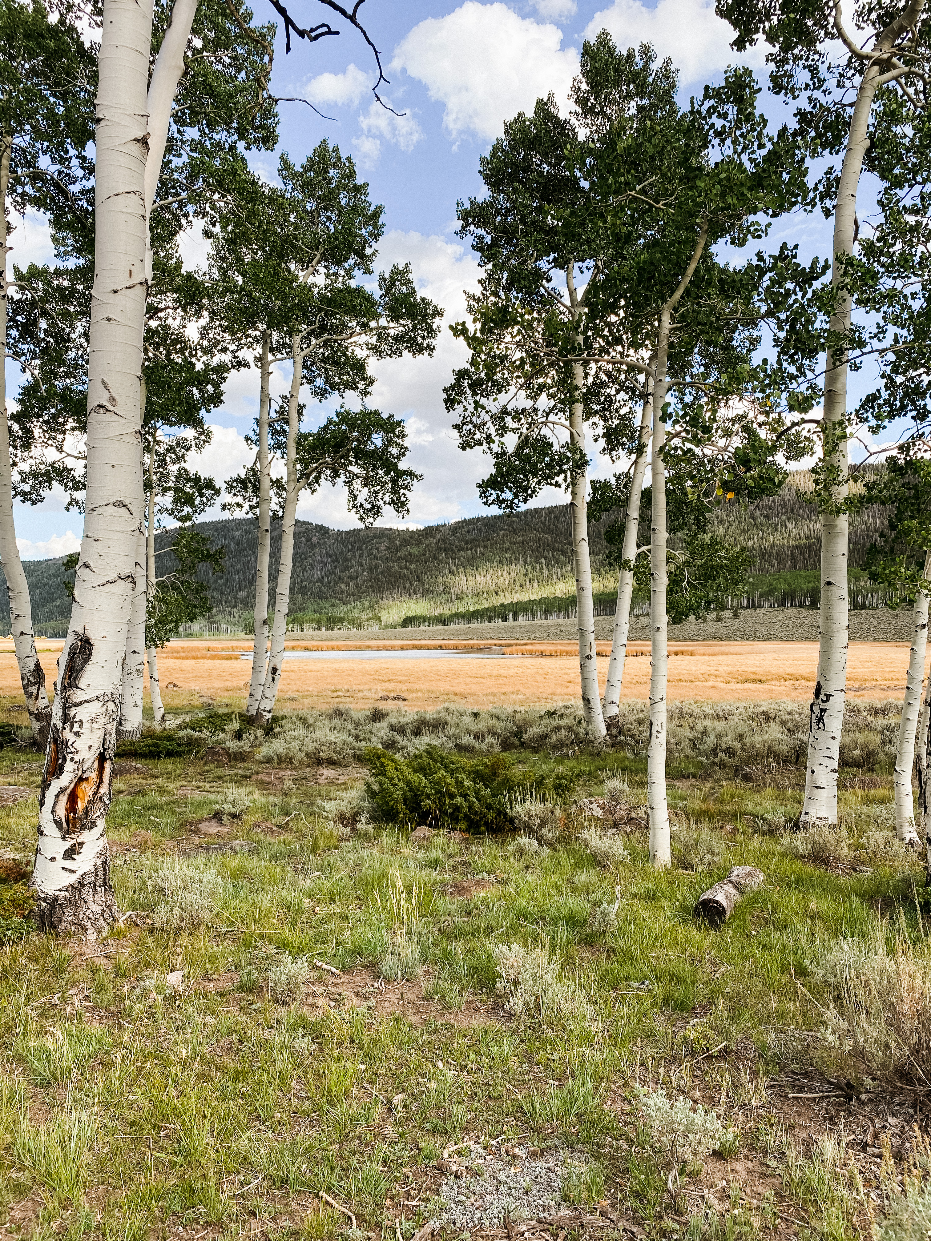 Big Fish Lake National Forest