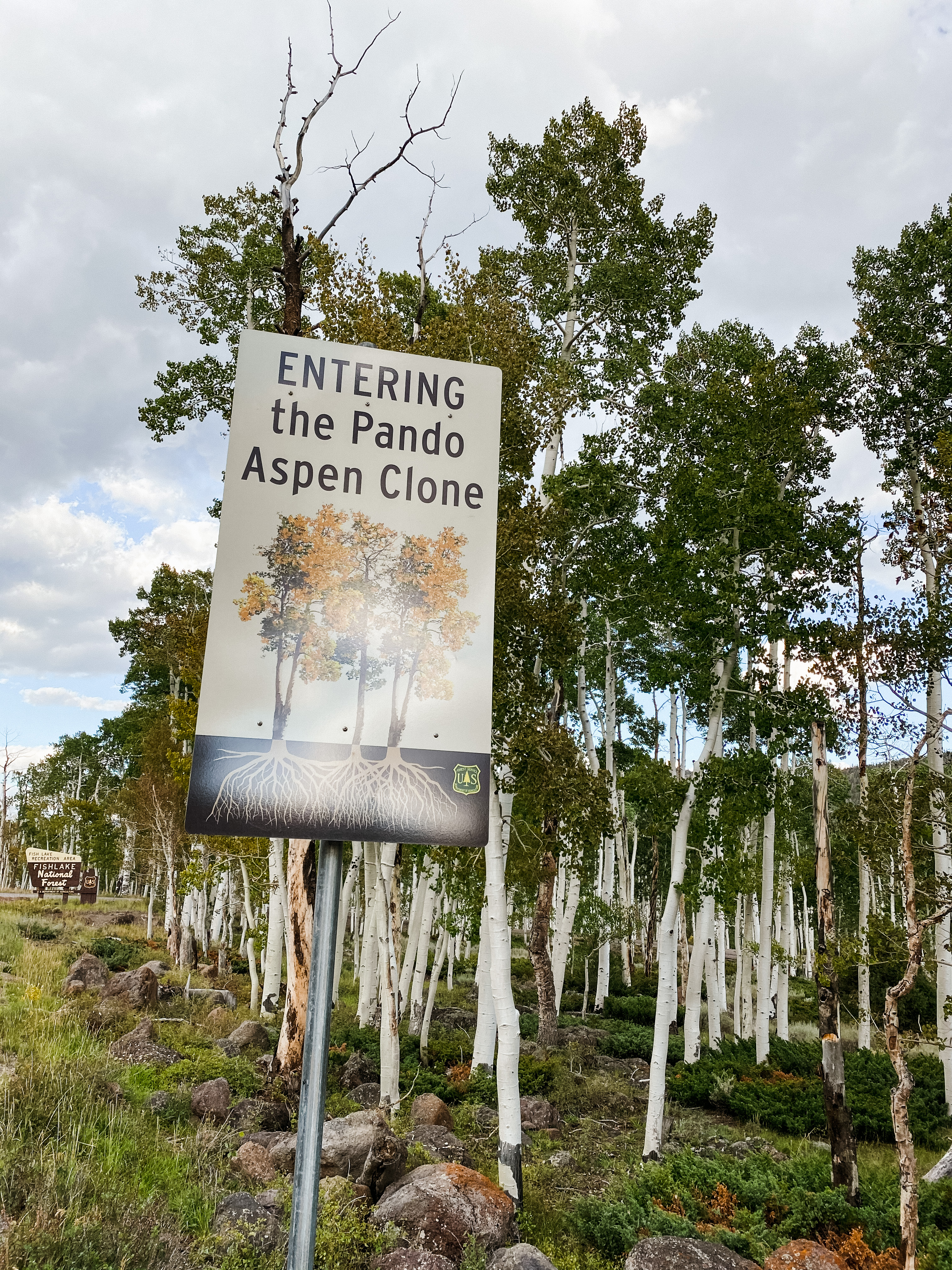 Entering Pando Aspen Clone