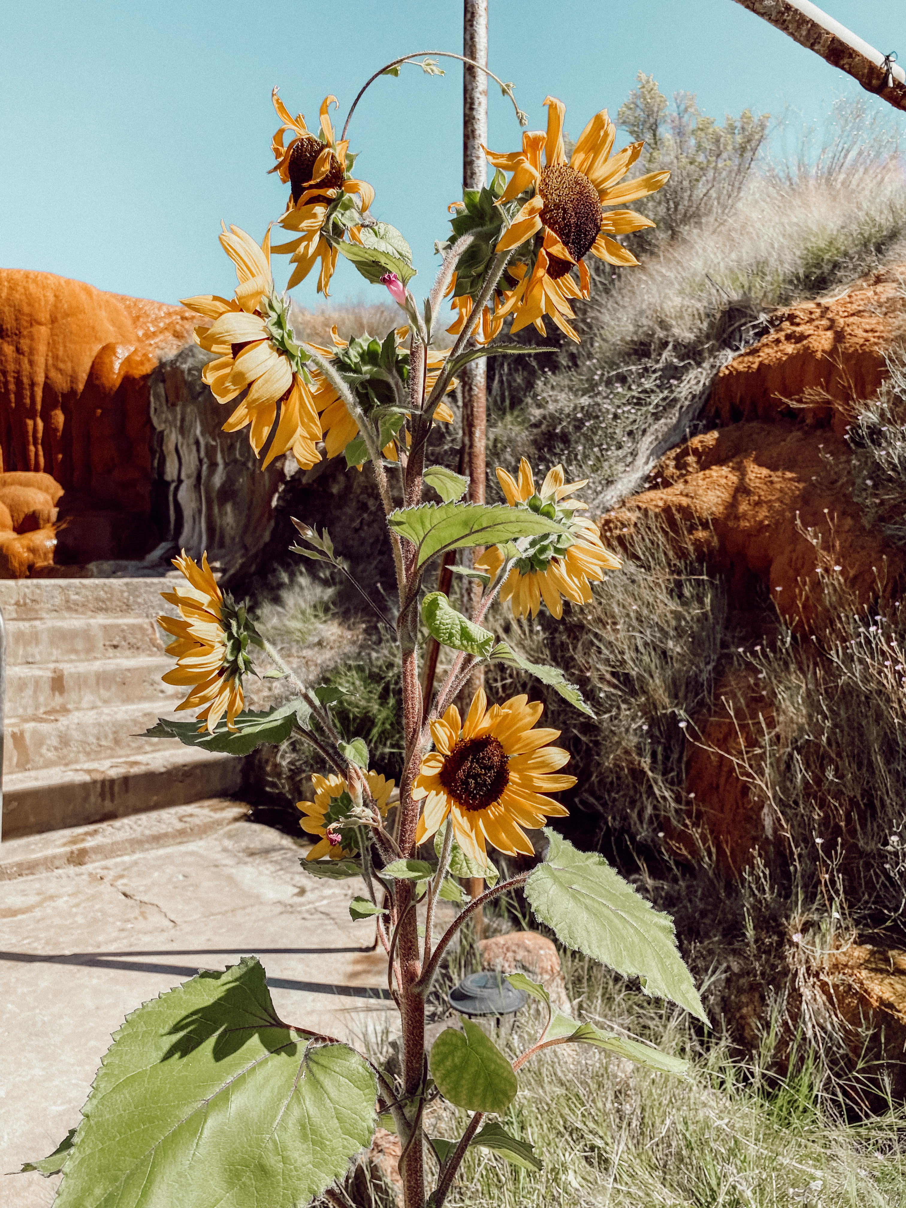 Sunflowers at the Hot Springs