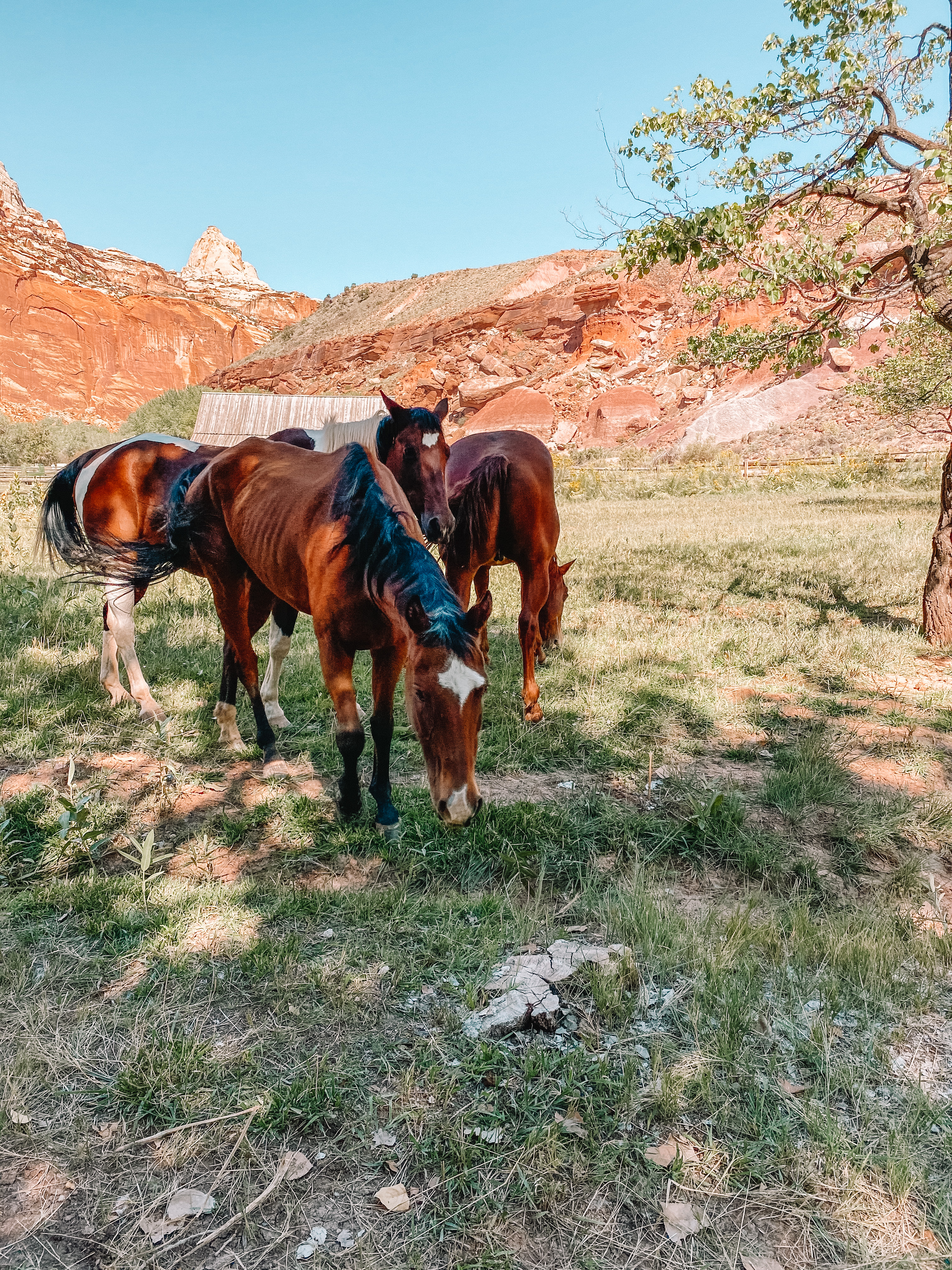 Horses Grazing