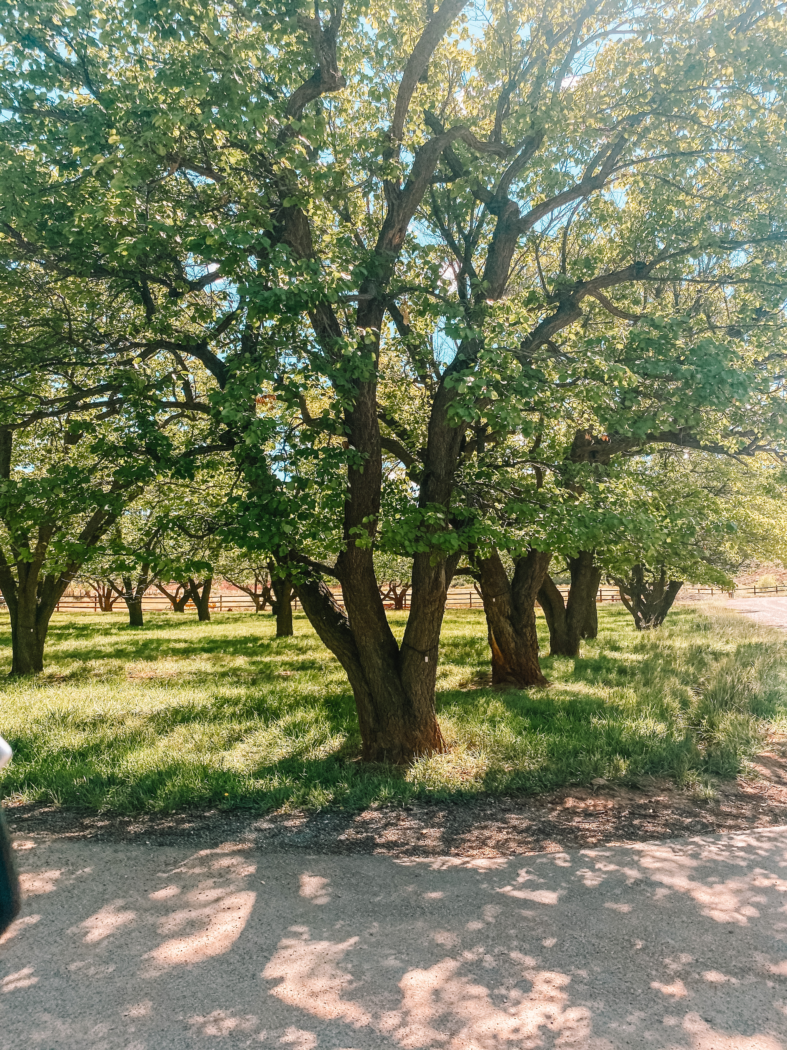 Orchards at Capitol Reef