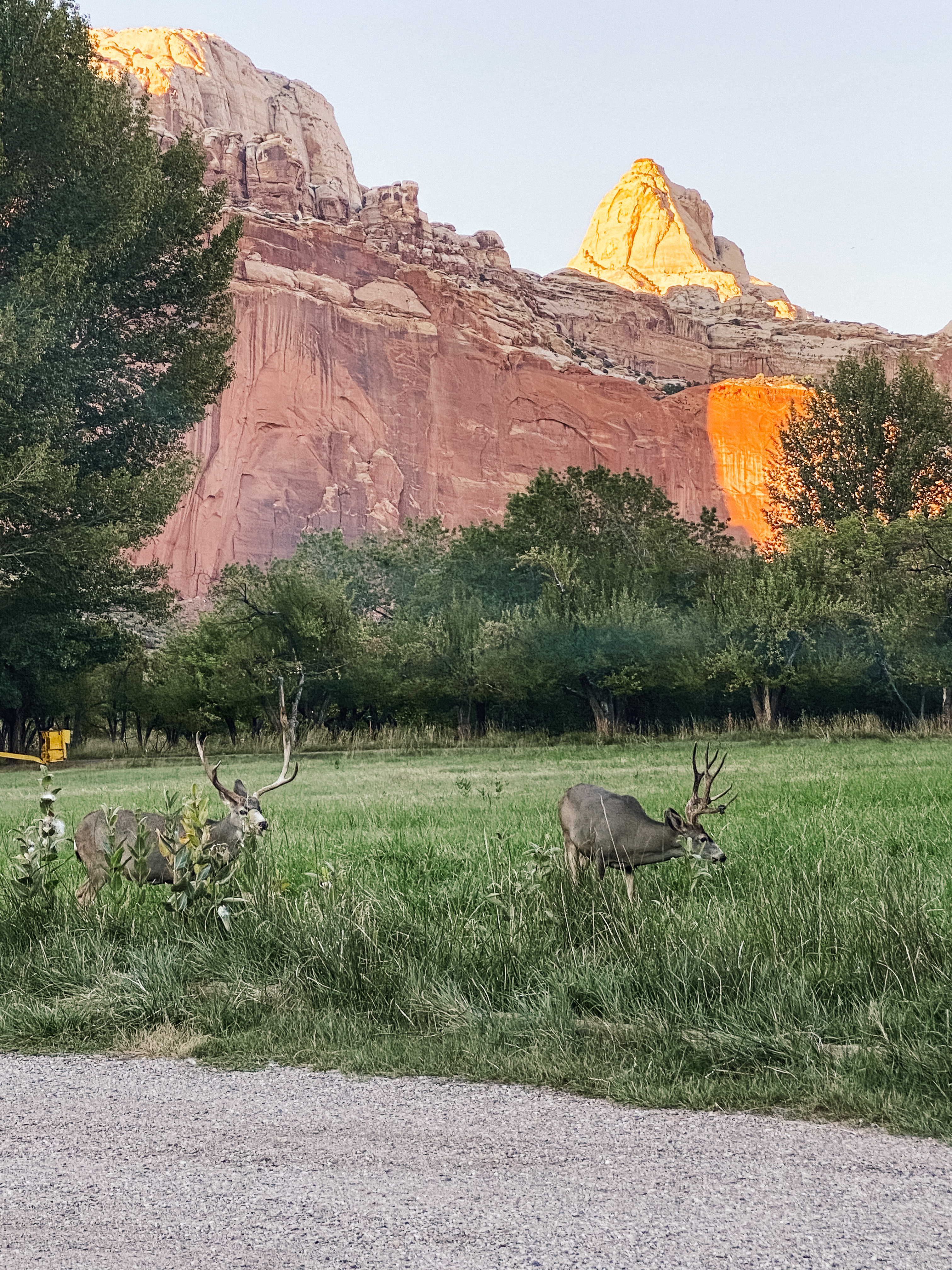 Mule Deer in Utah